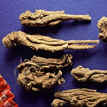 Angelica Sinensis Dong Quai Extract