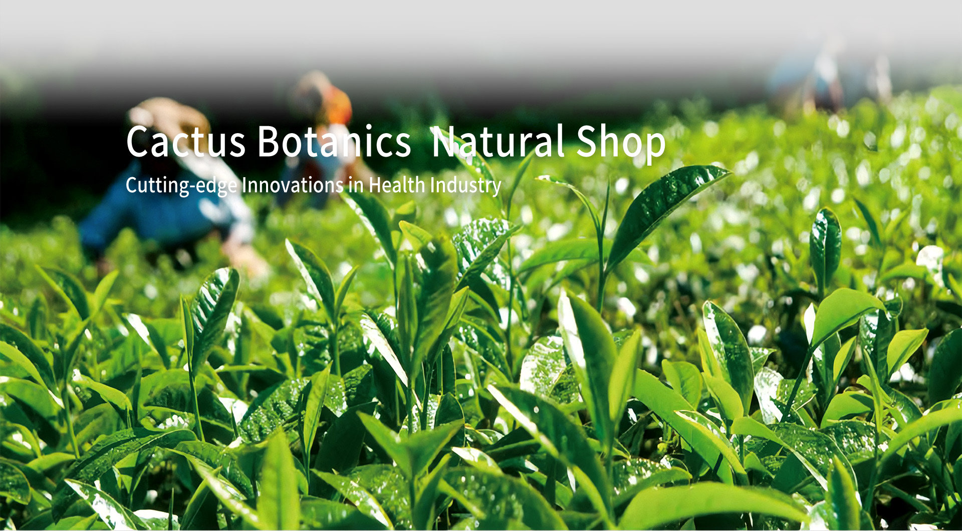 Global Logistics and Warehousing for Health Ingredients