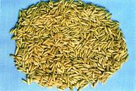 Avena Sativa Oat Extract