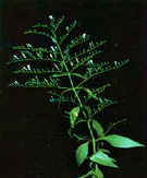 Andrographis Paniculata Powder Extract