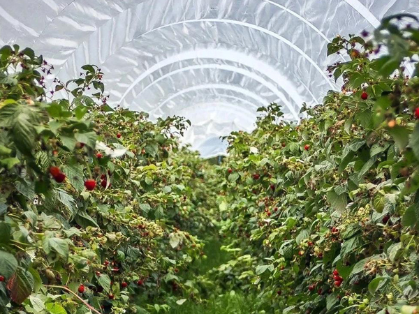 Raw Material Selection and Traceability