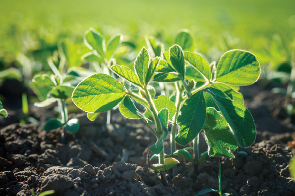 Standardized Botanical Extracts - Astaxanthin, Fucoidan, Milk Thistle