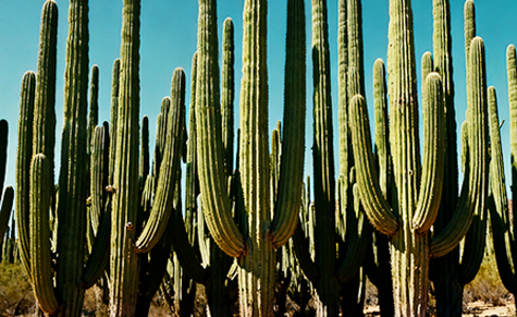 Cactus Botanics establishment and raw material procurement in 2005