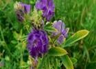 Alfalfa Powder Extract