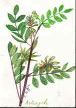 Astragalus Membranaceus Extract